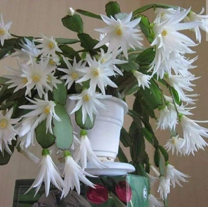 Thanksgiving Cactus