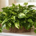 The Best 10 Houseplants and Their Supreme Mental Health Benefits