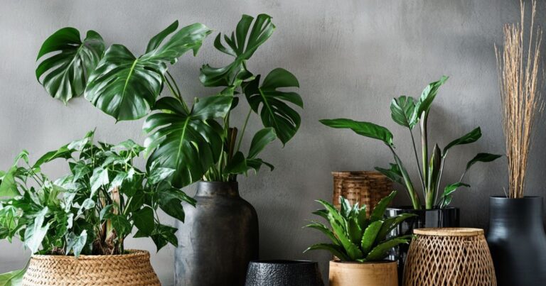 The Ultimate Houseplant Stylists Are Obsessed With for Instant Style