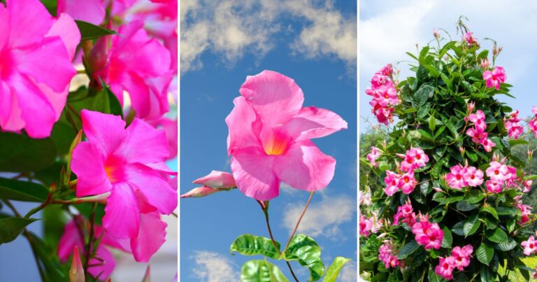 The Secret Language of Mandevilla: What This Bloom Symbolizes