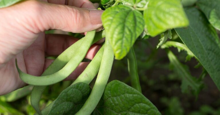 The Ultimate Companion Plants for Green Beans