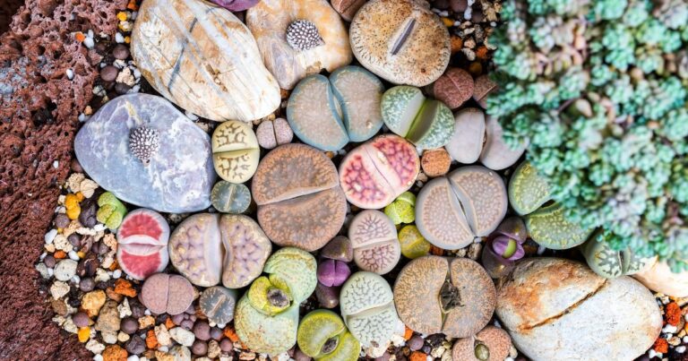 The Ultimate List: 25 Low-Maintenance Succulents