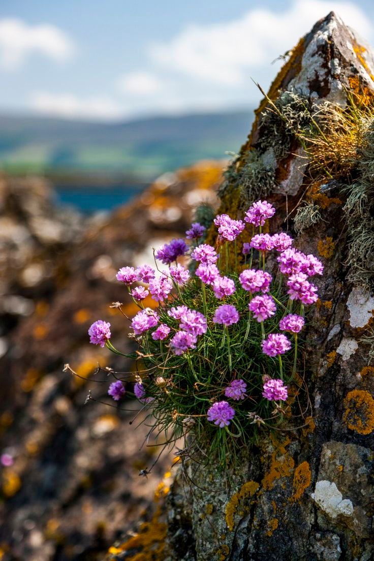 Thrift (Armeria maritima)