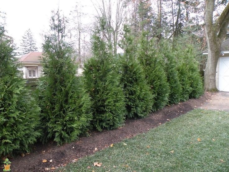 Thuja Green Giant