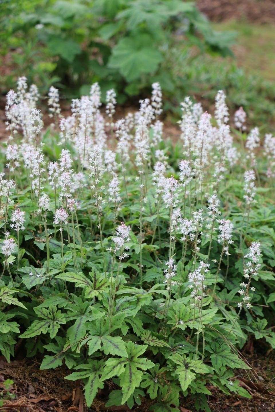 Tiarella (Foamflower)