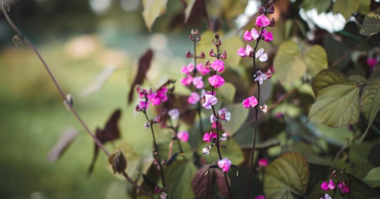 Tips for Nurturing Your Purple Hyacinth Bean Vine