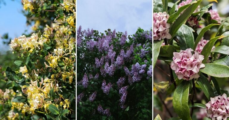 Top 10 Fragrant Hedges for Your Garden