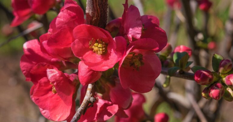 Top 15 Red Perennial Flowers for Year-Round Color