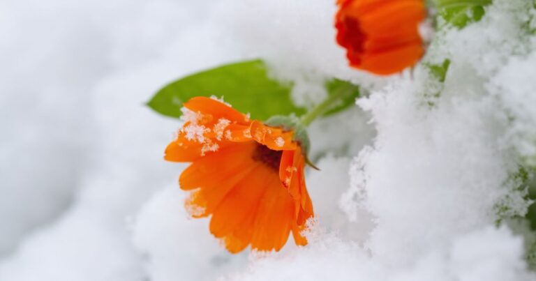 Top 19 Winter Annuals to Brighten Your 2024 Garden