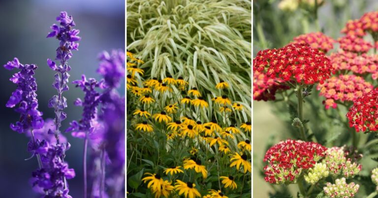 Top 20 Indestructible Plants for Your Garden