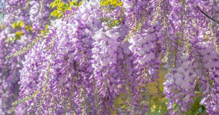 Top 20 Invasive Flowers You Should Avoid in Your Garden
