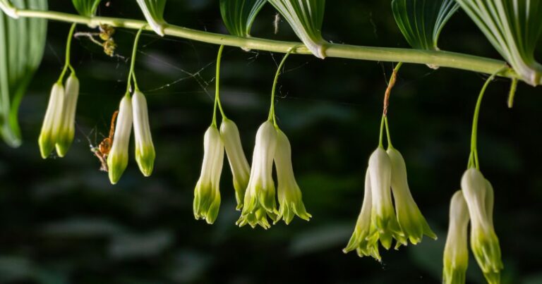 Top 20 Perennials for a Weed-Free Shade Garden