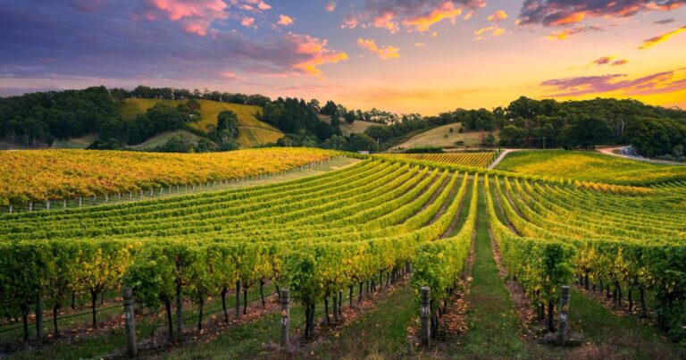Top 20 U.S. States for Wine Lovers in 2024