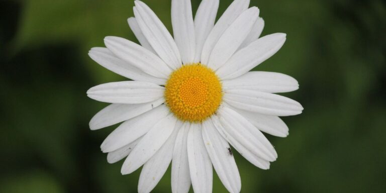 Top 25 Peace-Inspired Flowers for Your Garden