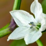 Top 26 Indoor Plants with White Flowers