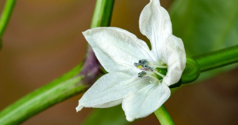 Top 26 Indoor Plants with White Flowers