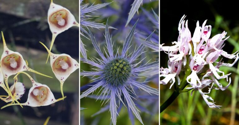 Top 29 Unusual Flowers for a Stunning 2025 Garden