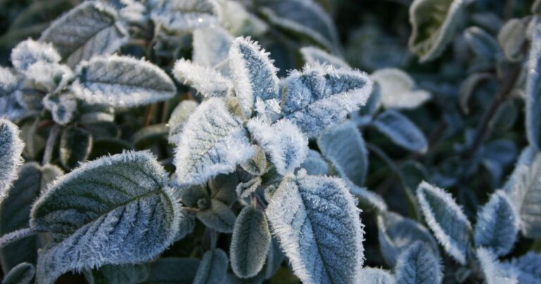 Top 5 Mistakes to Avoid When Growing Sage