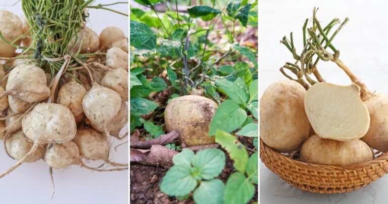 Top 5 Tips for Successful Jicama Root Planting