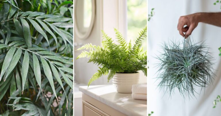 8 Top Plants to Combat Mold and Reduce Condensation in Your Home