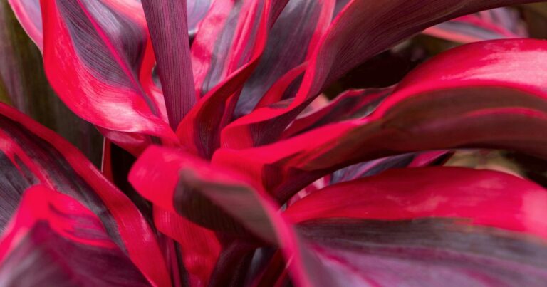 Top Tips for Growing Cordyline Plants in 2025