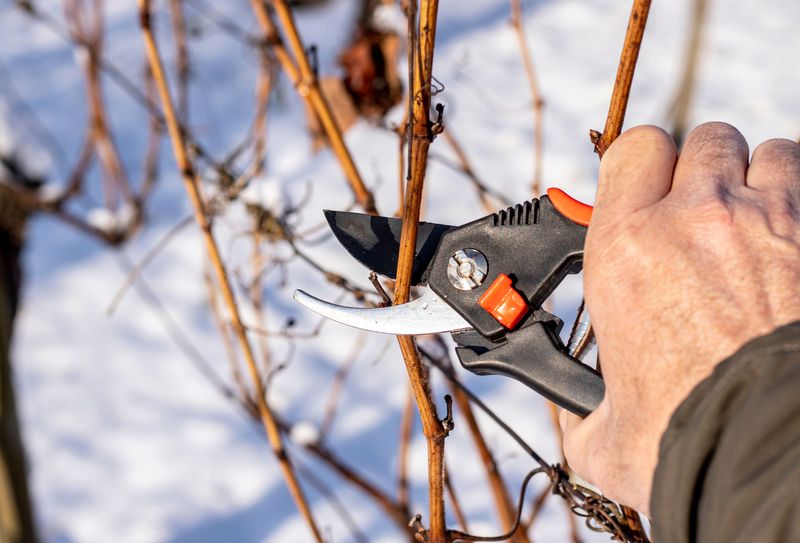 Traditional Winter Pruning