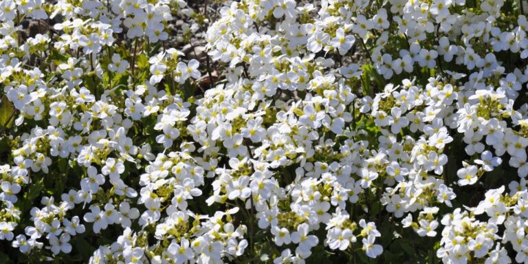 Transform Dry Stone Walls with These 10 Alpines