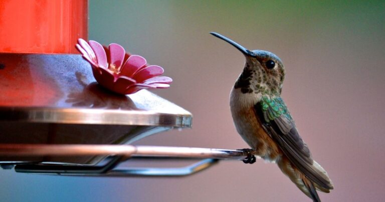 Transform Your Balcony into a Hummingbird Oasis
