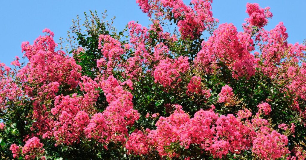 Transform Your Garden with These 25 Vibrant Flowering Shrubs