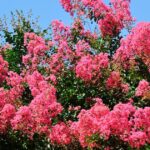 Transform Your Garden with These 25 Vibrant Flowering Shrubs