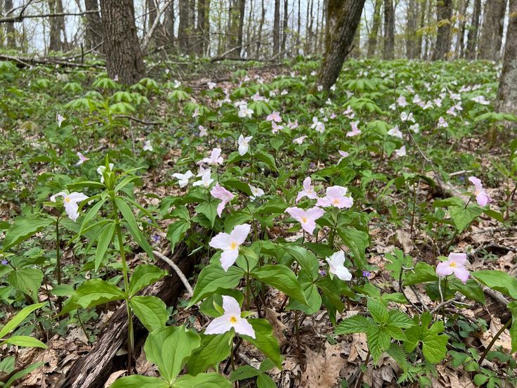 Trillium