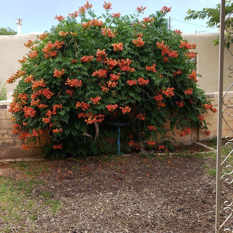 Trumpet Vine