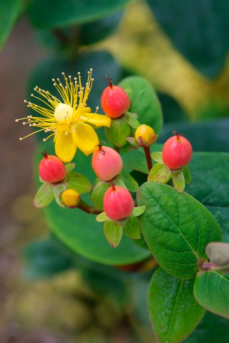 Tutsan (Hypericum androsaemum)