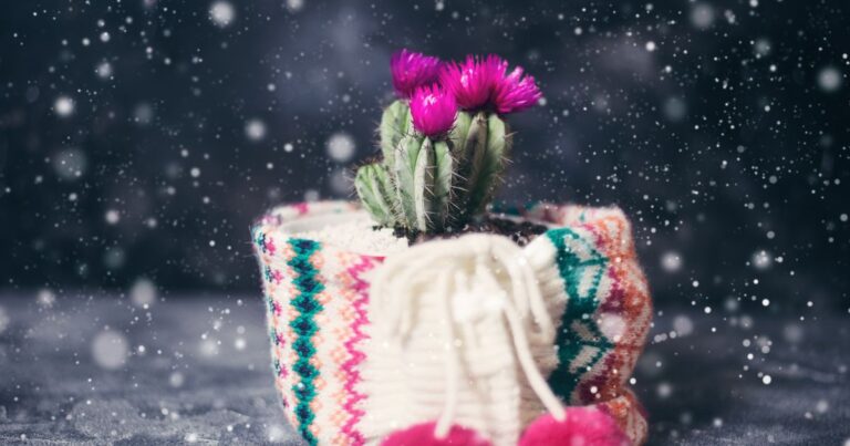 Unconventional Christmas Gift Ideas: Top 10 Flowering Cacti to Delight Loved Ones