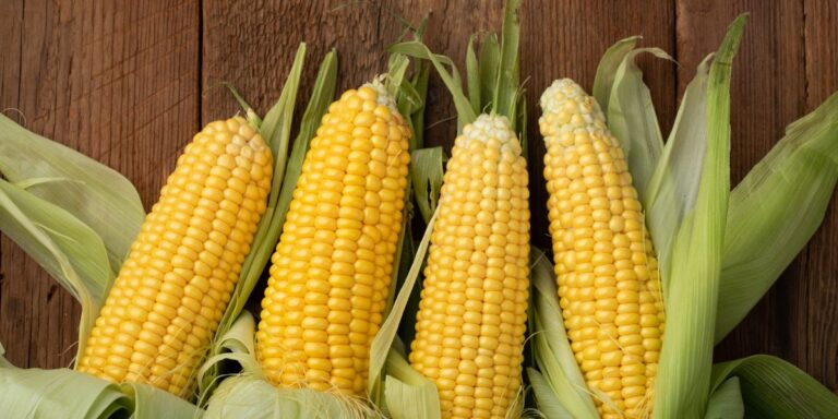 Unlock 7 Hidden Techniques for Cultivating Delicious Sweet Corn in Your Garden