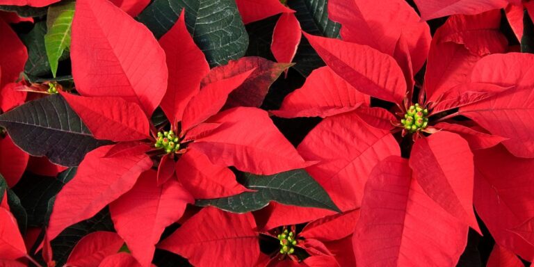 Top 25 Gorgeous Plants for a Festive Home