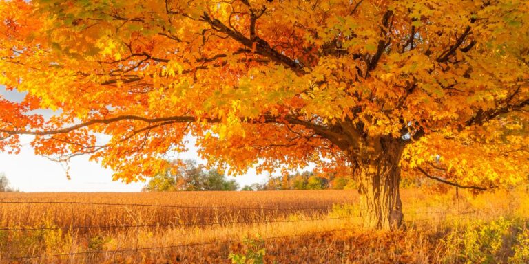 Unveil 19 Amazing Trees Ideal for Collecting Natural Sap and Homemade Syrup