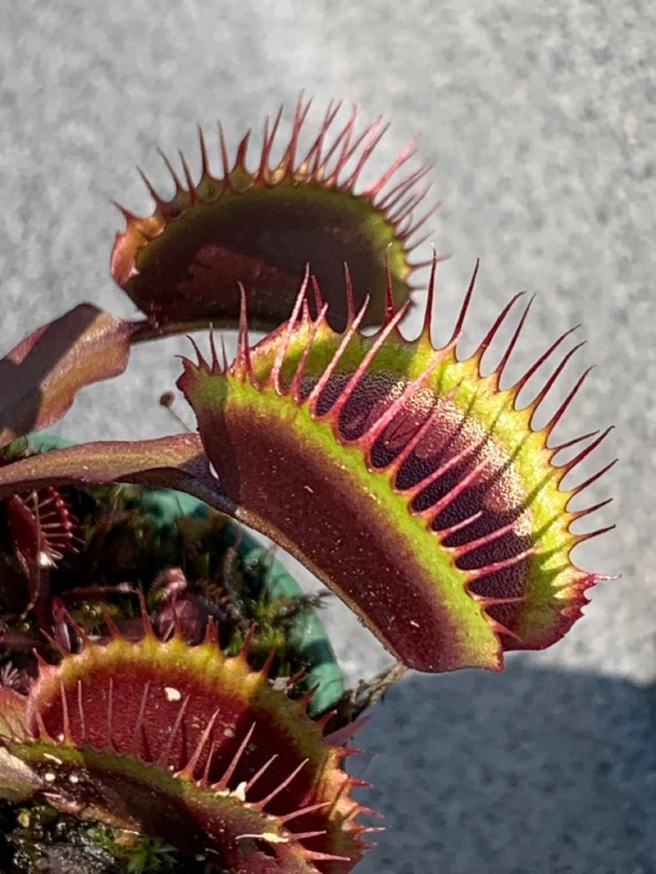 Venus Flytrap