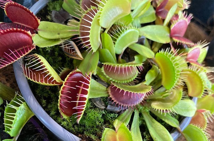 Venus Flytrap (Dionaea muscipula)