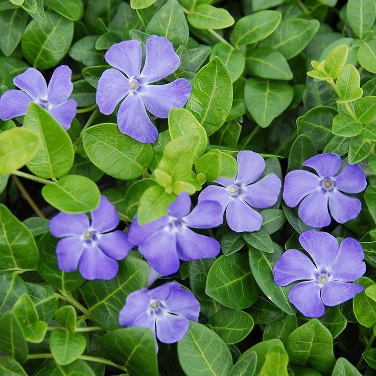 Vinca (Periwinkle)