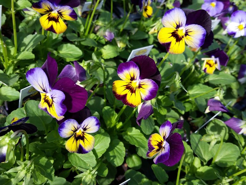 Violas