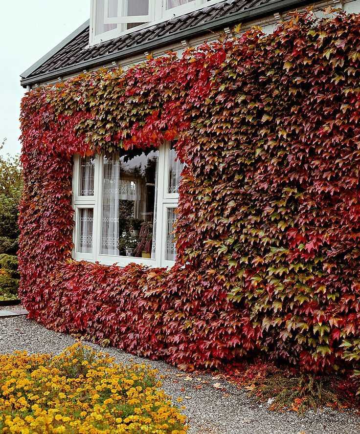 Virginia Creeper