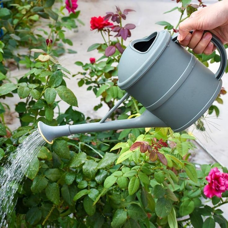 Watering Wisely