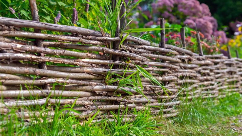 Wattle Fencing