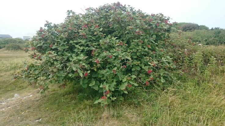 Wayfaring Tree (Viburnum lantana)