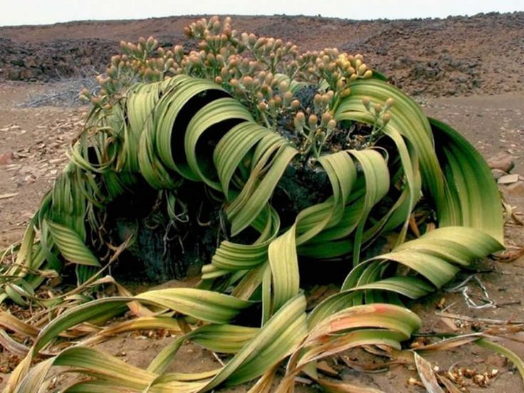 Welwitschia (Welwitschia mirabilis)