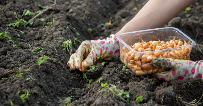 What to Plant in November for a Bountiful Harvest
