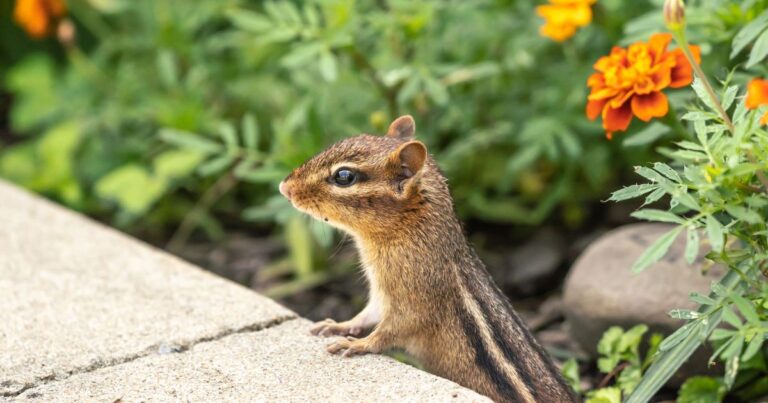 Why Chipmunks Are Wreaking Havoc and How to Stop Them