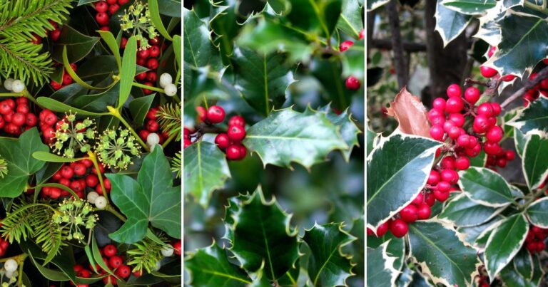 Why Planting These 20 Holly Trees Will Make Your Christmas Extra Magical