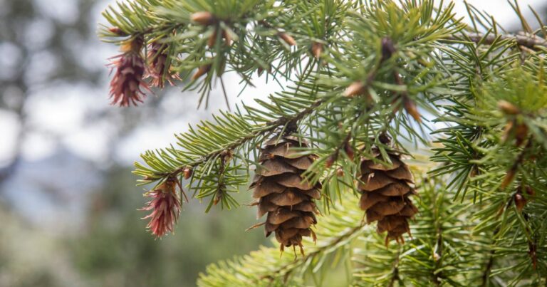 Why Scented Pine Cones are Fall’s Must-Have Decor